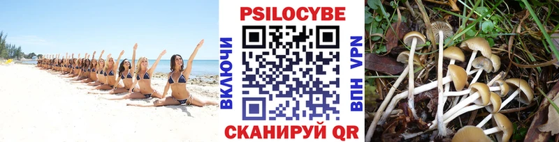 цена   Гусь-Хрустальный  блэк спрут зеркало  Псилоцибиновые грибы Psilocybine cubensis 